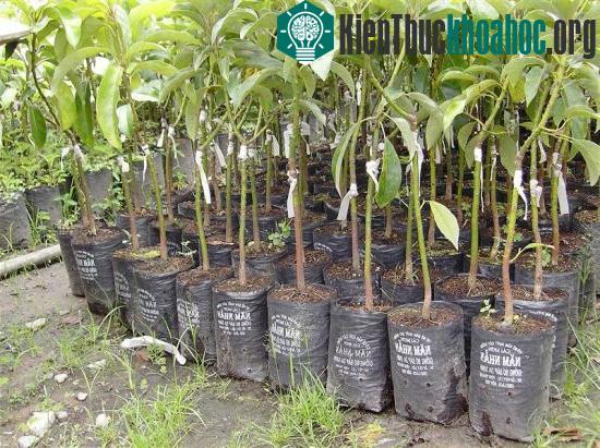 Việc áp dụng đúng các kỹ thuật trồng cây sẽ giúp người trồng tránh nhiều dịch bệnh cho cây