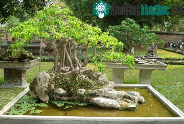 Bón phân không đúng kỹ thuật trồng cây nhiều khi còn có hại