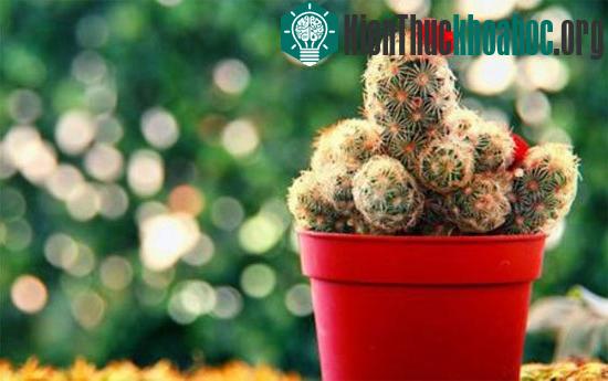 Cần chú ý ánh sáng trong kỹ thuật trồng xương rồng. (Ảnh minh họa)
