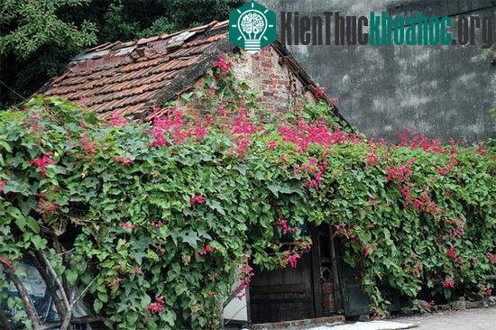 Mang lại một không gian sống đẹp, trang nhã là lợi ích của kỹ thuật trồng hoa tigon mang lại. (Ảnh minh họa)