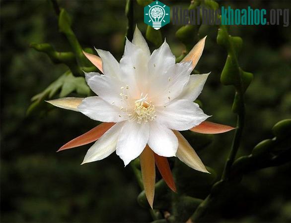 Cách trồng cây hoa quỳnh trong chậu hay trong vườn nhà đều rất đơn giản do loài cây này không quá kén chọn điều kiện. (Ảnh minh họa)