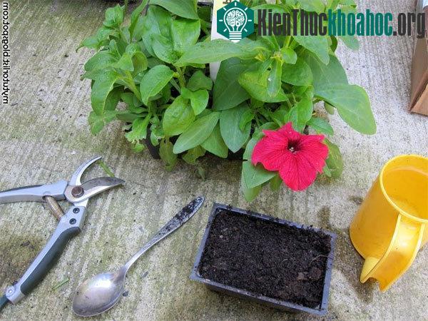 Những dụng cụ cần thiết để giâm cành. (ẢnhMytutorlist)