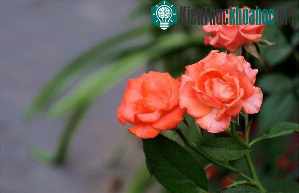 Nắm vững kỹ thuật trồng hoa sẽ giúp người trồng có được những chậu hoa tỉ muội tuyệt đẹp để trang trí nhà cửa. (Ảnh minh họa)