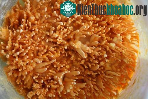 Đông trùng hạ thảo được nuôi cấy trên môi trường nhân sinh khối. (Ảnh: Phạm Nhạ)