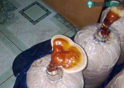 Những tai nấm linh chi do Lập trồng được. (Ảnh: Hà Thanh)