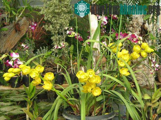 Một số kinh nghiệm trồng hoa lan ảnh 1
