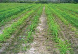 Máy canh tác đa năng - những sản phẩm mới ảnh 1