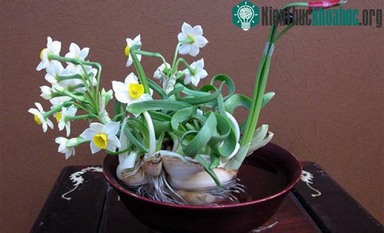 Chăm sóc thủy tiên chu đáo để cây ra hoa đúng dịp Tết.