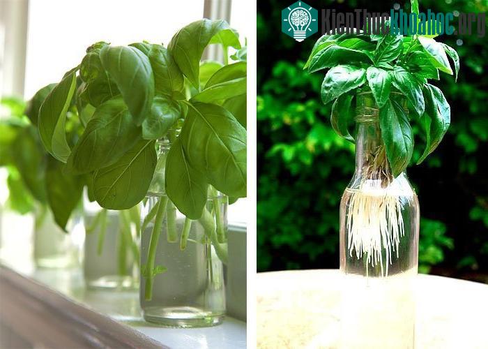 Đặt ở nơi có sáng nhưng tránh ánh nắng mặt trời chiếu trực tiếp.