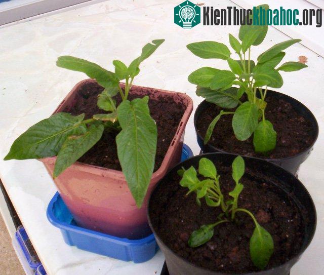 Cây có thể chịu được thời tiết từ -2 độ C cho đến 29 độ C