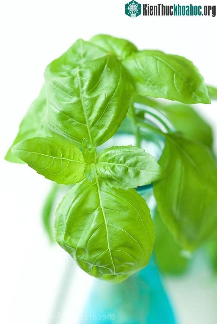Không để cây thiếu nước.