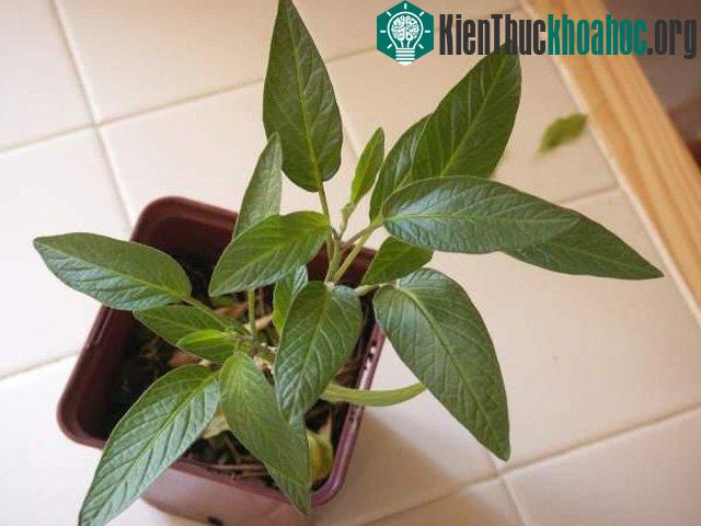 Dưa có thể trồng trong chậu, nhà kính