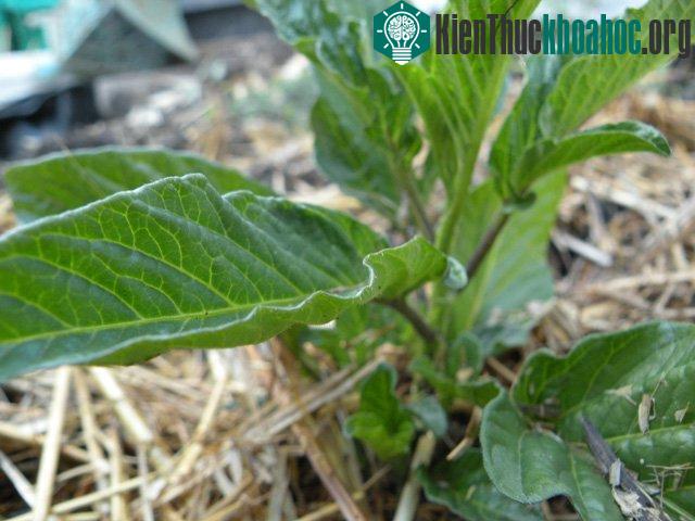 Pepino yêu cầu độ ẩm cao