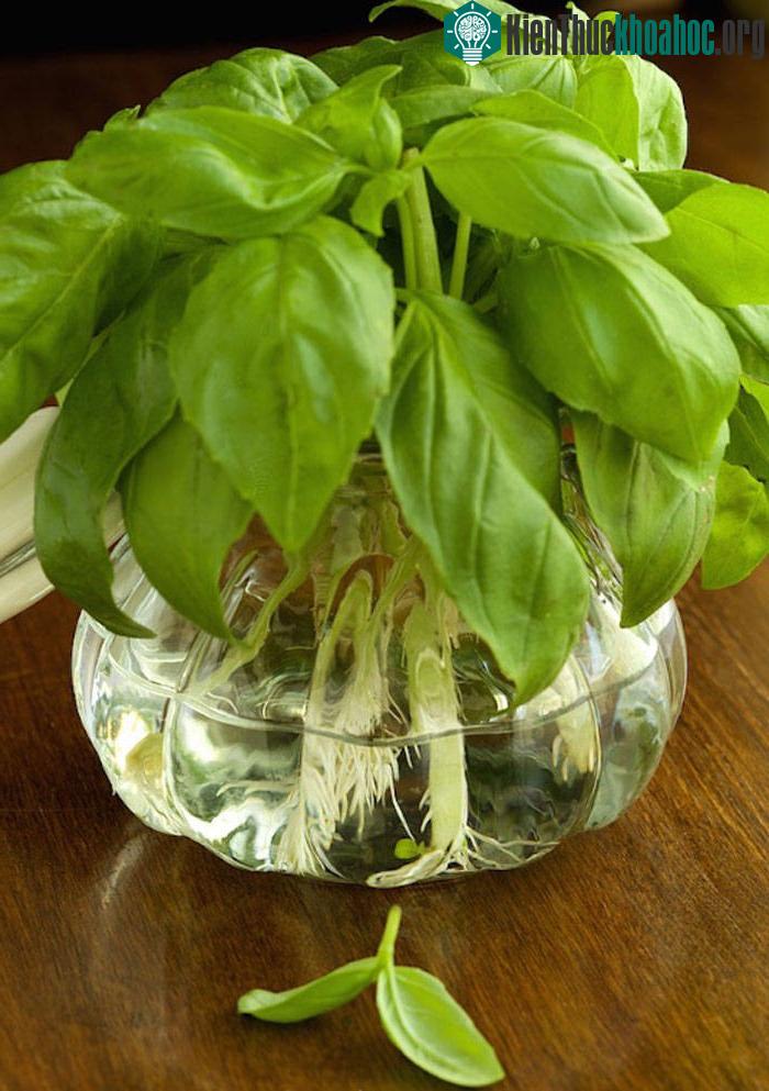 Sau một thời gian, những nhánh ban đầu đó sẽ phát triển đầy đủ thành cây húng quế.