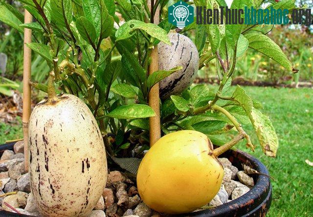 Dưa pepino trưởng thành có thể cao tới 2m