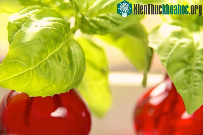 Những chiếc lọ với màu sắc nổi bật sẽ thích hợp để trồng quế làm đẹp.