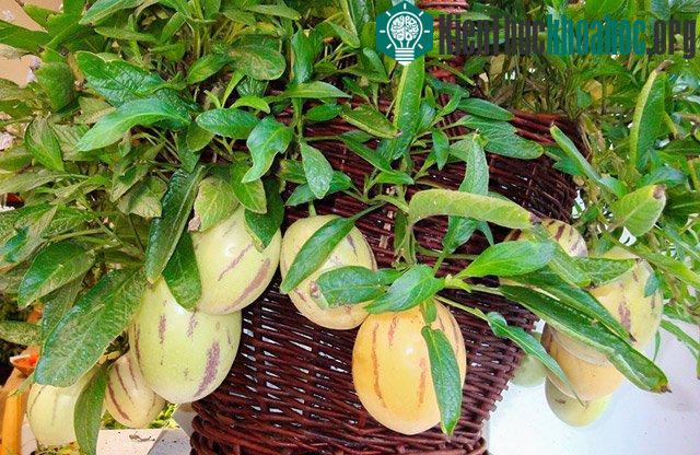 Cây không cần phải thụ phấn để tạo quả