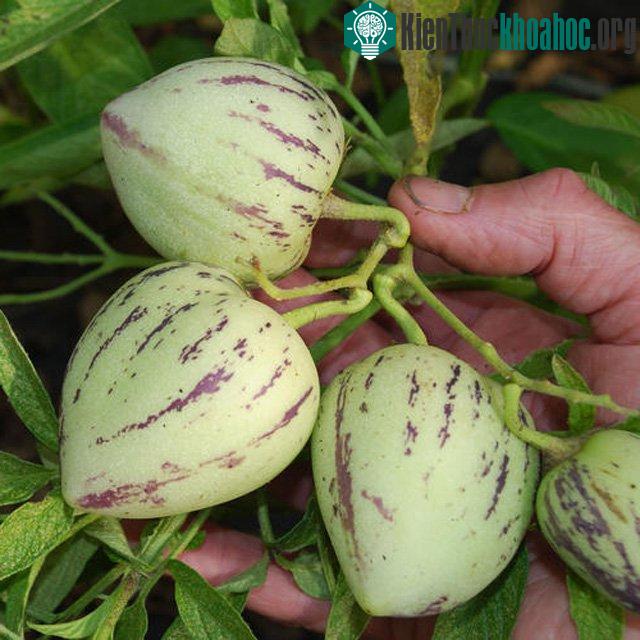 Cây có thể mọc tự nhiên thẳng đứng hoặc có giàn đỡ để giữ cho trọng lượng của trái cây