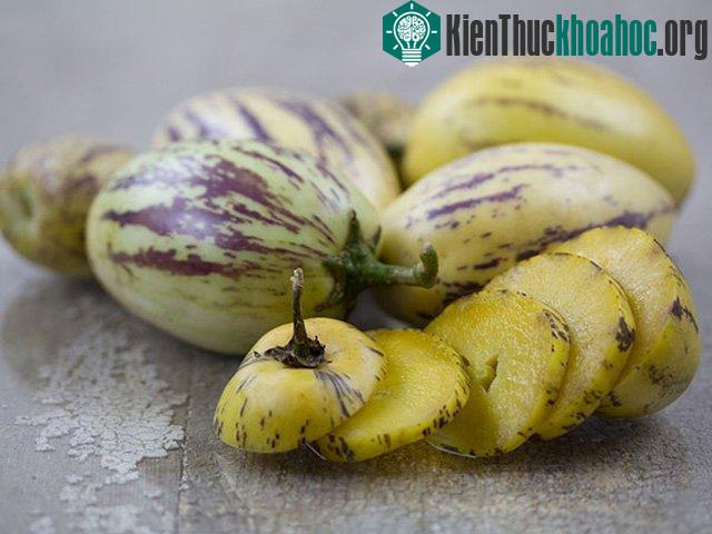 Mỗi cây dưa pepino có thể cho từ 80 - 120 quả/vụ.