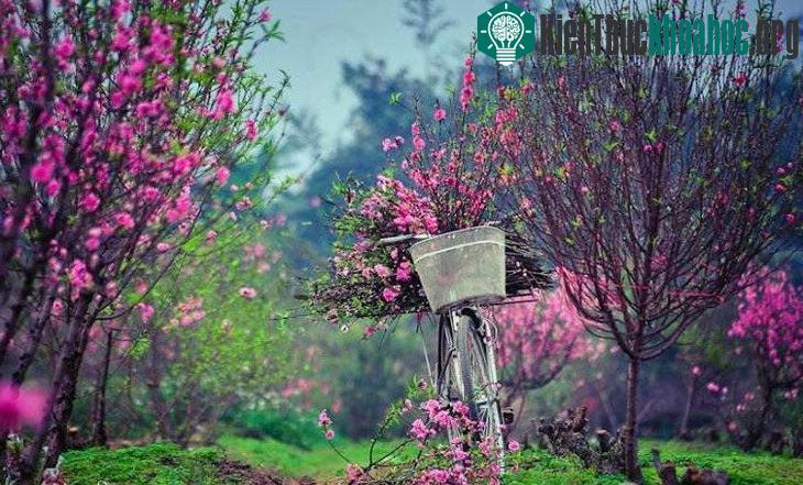 Vào giữa tháng 11 âm lịch, nếu thời tiết nồm ẩm kéo dài, nụ hoa sẽ nhú to, hoa đào có khả năng sẽ nở sớm thì phải hãm lại.