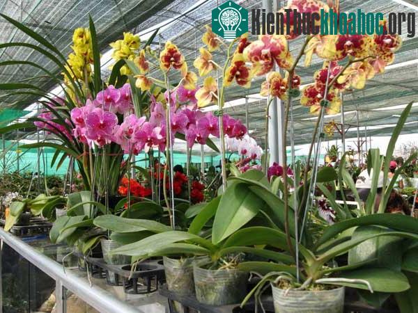 Lan hồ điệp có nhiều màu sắc đa dạng