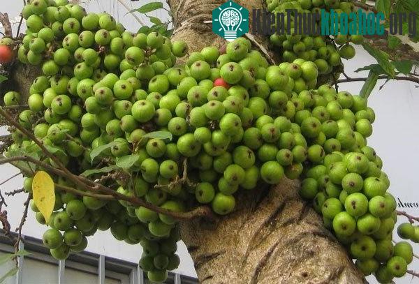 Có nhiều kỹ thuật trồng cây để kích sung ra quả. (Ảnh minh họa)