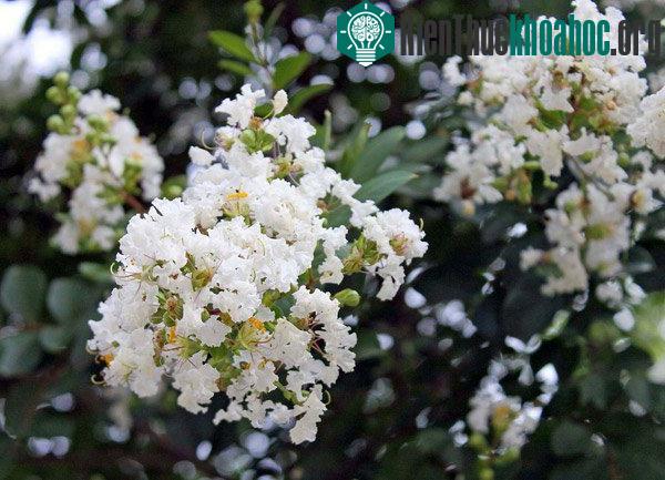 Loài hoa này sở hữu vẻ đẹp mong manh, thuần khiết