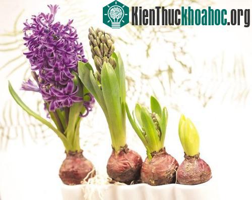Kỹ thuật trồng cây hoa tiên ông thủy canh được khá nhiều người chọn lựa.