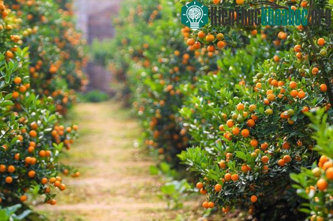 Tạo tán, tạo thế: Có thể tạo thế mới hay duy trì thế sẵn có đã tạo từ năm trước