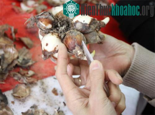 Cách gọt củ hoa thủy tiên.