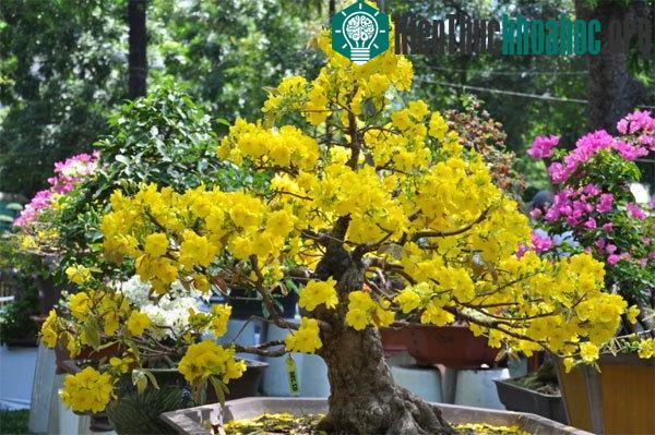 Tỉa hoa và lá là kỹ thuật trồng cây cơ bản cho nhiều loại hoa, cây cảnh