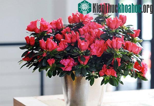 Kỹ thuật trồng cây cũng yêu cầu chọn được loại chậu phù hợp