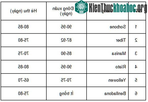 Thời gian từ khi trồng đến khi thu hoạch của một số giống tại Đà Lạt