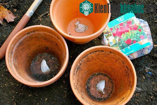 Bước chọn giá thể và chậu trồng là bước đầu tiên trong kỹ thuật trồng hoa.