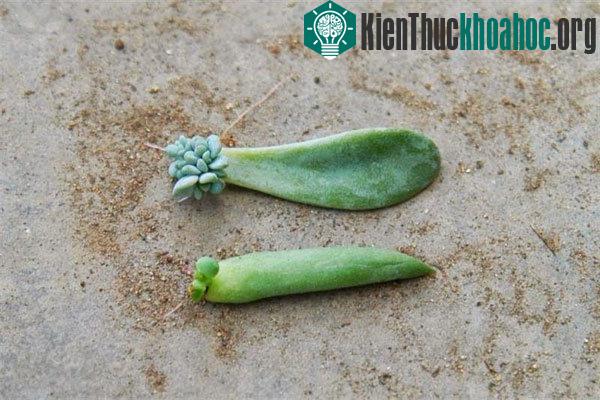 Bên cạnh kỹ thuật trồng hoa, người trồng cũng nên nắm vững cách nhân giống để tự tạo cho mình những chậu hoa sen đá đẹp mắt. (Ảnh minh họa).