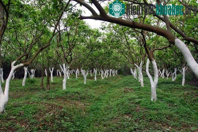 Trồng bưởi Diễn cần có mật độ trồng hợp lý