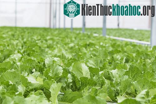 Bắt đầu từ câu chuyện thần kỳ về sức mạnh công nghệ chiến thắng thiên nhiên của Israel, những loại rau độc đáo do VinEco nhận chuyển giao và sở hữu đã dần được hé mở.