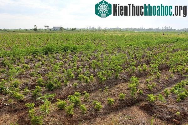 Cây đinh lăng đem lại hiệu quả kinh tế cao