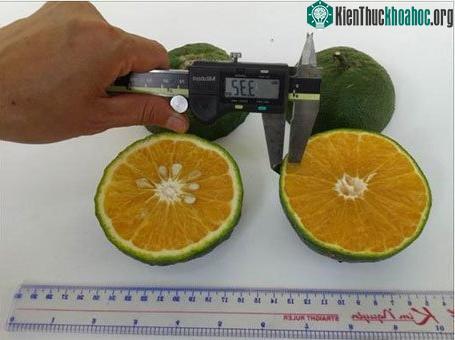 Trái cam sành KH LĐ 6 so với trái cam sành thường.