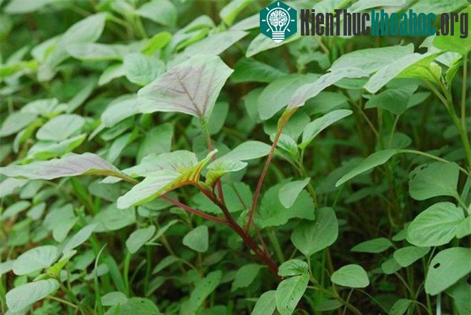 Chỉ cần chú ý tới 1 số kỹ thuật trồng cây cơ bản là người dân có thể tự trồng cho mình chậu rau dền