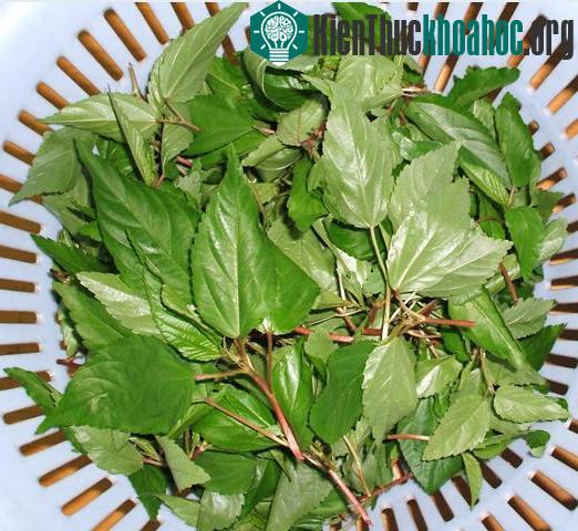 Rau đay có nhiều công dụng đối với con người