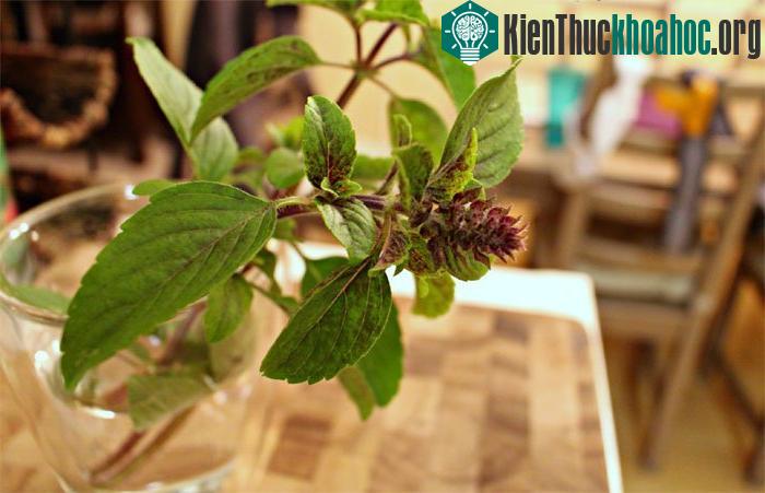 Húng quế rất dễ trồng