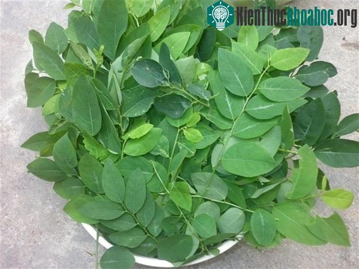Rau ngót chứa nhiều chất dinh dưỡng, có tính mát