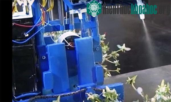 Máy phun thuốc trừ sâu tự động có thể thay con người làm công việc độc hại. Dù mới là dạng máy bán tự động nhưng chiếc máy hoạt động khá trơn tru. (Ảnh: Phương Vy).
