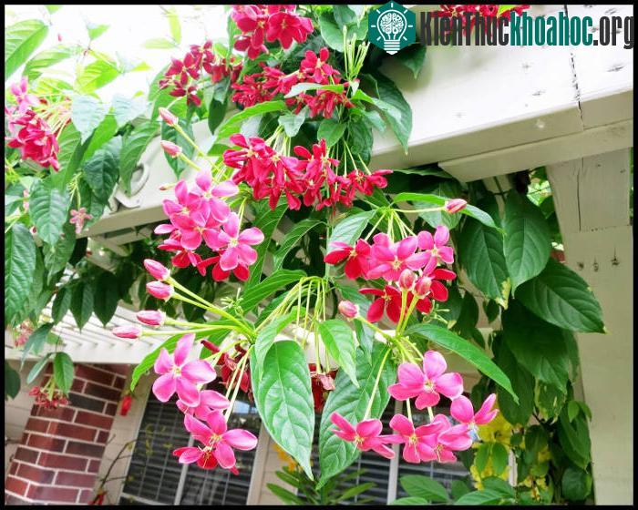 Hoa trang leo có màu phớt hồng trắng và có mùi thơm nhẹ nhàng