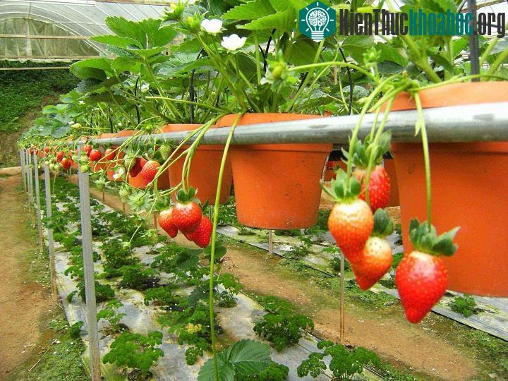 Chọn giống dâu tây tốt sẽ thu được hiệu quả cao
