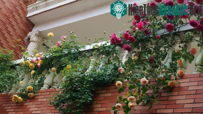 Trồng cây hồng leo nơi đất cao ráo, tránh úng, nếu trồng chậu, bồn cần có thể tích lớn. (Ảnh minh họa)