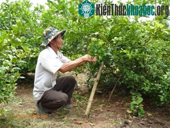 Kỹ thuật trồng cây chanh không thể thiếu khâu chăm sóc và phòng trừ sâu bệnh
