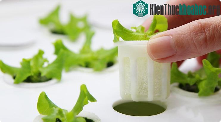 Với hình thức này, cây không cần đất mà chỉ cần sử dụng nước có pha chất dinh dưỡng để phát triển. Đèn led có thể điều chỉnh để cung cấp ánh sáng cho cây quang hợp.