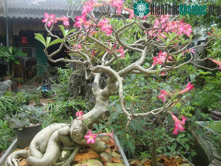 Sửa bộ rễ và tạo hình cho cây sứ.